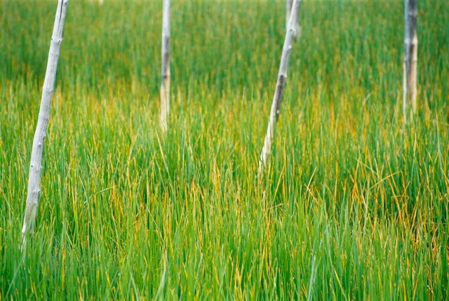 Trees-&-Grasses.jpg